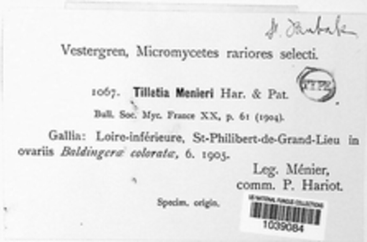 Tilletia menieri image